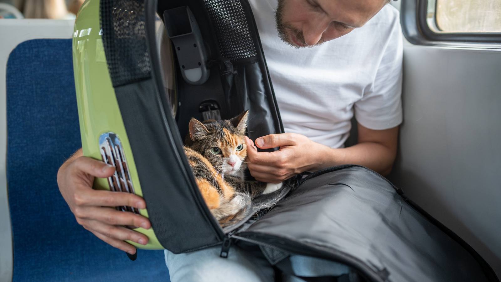 A traveler gently reassuring their cat inside an open travel backpack on a train